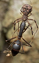 Crab Spider (Thomisidae) with Carpenter Ant (Camponotus castaneus) prey, Udzungwa Mountains National Park, Tanzania