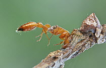 Crab Spider (Thomisidae) with Ant (Tetraponera sp) prey, Udzungwa Mountains National Park, Tanzania
