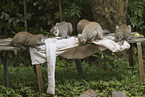 Crowned Lemur (Eulemur coronatus) group licking salt off shirt, Ankarana Special Reserve, Madagascar