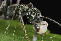 Ant (Diacamma sp) carrying larva, Mount Isarog National Park, Philippines