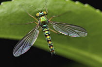 Long-legged Fly (Dolichopodidae), Nyungwe Forest, Rwanda