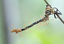 Fungus (Ophiocordyceps odonatae) which has infected a dragonfly, Antananarivo, Madagascar
