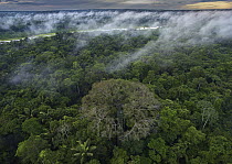 Mist over rainforest, Yasuni National Park, Ecuador