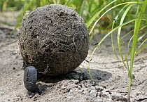 Dung Beetle (Scarabaeidae) rolling dung ball, Katavi National Park, Tanzania