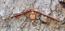 Derbid Planthopper (Derbidae), Selangor, Malaysia