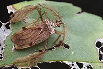 Assassin Bug (Ptilocerus ochraceus), Gunung Leuser National Park, Sumatra, Indonesia