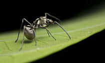 Kerengga Ant-like Jumper (Myrmarachne plataleoides) female, ant mimic, Angkor Wat, Cambodia