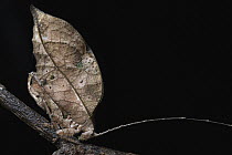 Leaf Katydid (Typophyllum bolivari) female, Amazon, Ecuador