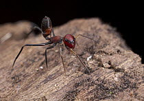 Ant-mimicking Jumping Spider (Myrmarachne sp) female, Danum Valley Conservation Area, Sabah, Borneo, Malaysia