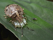 True Bug (Antiteuchus sp) female guarding eggs against parasitoid wasps, Chiriqui, Panama