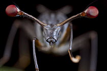 Stalk-eyed Fly (Diopsidae) female compound eyes, Mount Isarog National Park, Philippines
