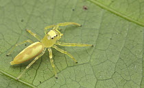 Jumping Spider (salticidae) female, Selangor, Malaysia
