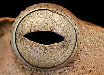 Bornean Eared Frog (Polypedates otilophus) eye, Danum Valley Conservation Area, Sabah, Borneo, Malaysia