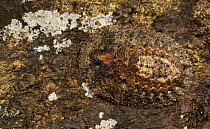 Cockroach (Lanxoblatta rudis) camouflaged on bark, Leticia, Amazon, Colombia