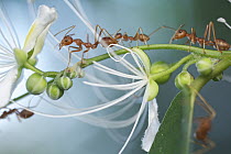 Green Tree Ant (Oecophylla smaragdina) group on flowering plant, Angkor Wat, Cambodia