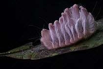 Flannel Moth (Megalopygidae) caterpillar, Yasuni National Park, Ecuador