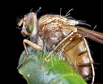 Fruit Fly (Tephritidae) with fungal infection, Ankarafantsika National Park, Madagascar