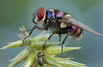 Tachinid Fly (Tachinidae), Virunga National Park, Democratic Republic of the Congo
