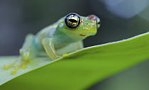 Mantellid Frog (Boophis bottae), Andasibe-Mantadia National Park, Antananarivo, Madagascar