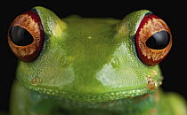 Mantellid Frog (Boophis sp), Antananarivo, Madagascar