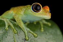 Green Bright-eyed Frog (Boophis viridis), Andasibe-Mantadia National Park, Antananarivo, Madagascar