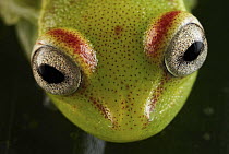 Polka-dot Treefrog (Hypsiboas punctatus), Manu National Park, Peru