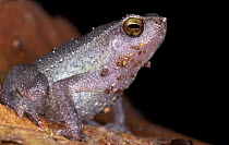 Grainy Frog (Kalophrynus sp), Danum Valley Conservation Area, Sabah, Borneo, Malaysia