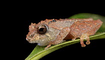 Frog (Philautus petersi), Mount Kinabalu National Park, Sabah, Borneo, Malaysia