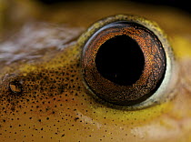 Spotted Madagascar Reed Frog (Heterixalus punctatus) eye, Andasibe-Mantadia National Park, Antananarivo, Madagascar