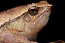 Black-spotted Narrow-mouthed Frog (Kalophrynus pleurostigma), Borneo, Malaysia