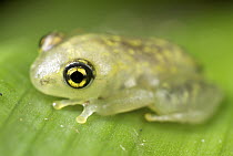 Mantellid Frog (Boophis sp) sub-adult, Marojejy National Park, Madagascar