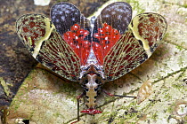Fulgorid Planthopper (Phrictus quinquepartitus) in defensive posture, Braulio Carrillo National Park, Costa Rica