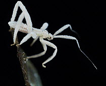 Assassin Bug (Reduviidae), fungus mimic, nymph, La Amistad International Park, Costa Rica