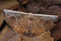 Looper Moth (Geometridae) with wings mimicking fungus, Yasuni National Park, Ecuador