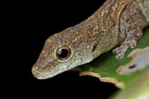 Dwarf Gecko (Lygodactylus sp), Udzungwa Mountains National Park, Tanzania