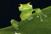 Nicaragua Giant Glass Frog (Espadarana prosoblepon), Mindo, Ecuador