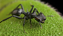 Ant (Cephalotes atratus), Leticia, Amazon, Colombia