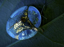 Leaf Beetle (Chrysomelidae), photographed under UV light, Udzungwa Mountains National Park, Tanzania