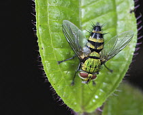 Tachinid Fly (Phorinia sp), Andasibe-Mantadia National Park, Antananarivo, Madagascar