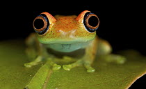 Green Bright-eyed Frog (Boophis viridis), Andasibe-Mantadia National Park, Antananarivo, Madagascar