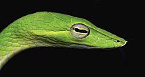 Oriental Whip Snake (Ahaetulla prasina), Mount Isarog National Park, Philippines