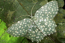 Looper Moth (Geometridae), Mount Isarog National Park, Philippines