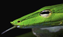 Oriental Whip Snake (Ahaetulla prasina) flicking tongue, Cuc Phuong National Park, Vietnam