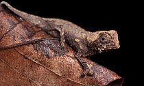 Spiny Leaf Chameleon (Brookesia decaryi), Madagascar