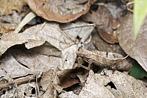 Bearded Leaf Chameleon (Rieppeleon brevicaudatus) camouflaged in leaf litter, Amani Nature Reserve, Tanzania