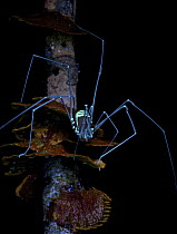 Harvestman (Cosmetidae), photographed under UV light, Leticia, Amazon, Colombia
