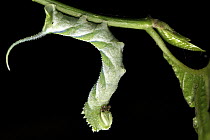 Hawk Moth (Sphingidae) caterpillar, Udzungwa Mountains National Park, Tanzania
