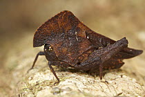 Pygmy Grasshopper (Misythus frondosus), Mount Isarog National Park, Philippines