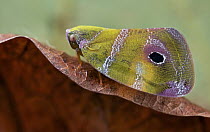 Planthopper (Ricaniidae), Udzungwa Mountains National Park, Tanzania