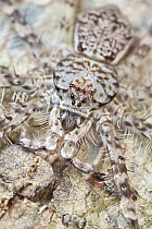 Huntsman Spider (Pandercetes sp), Danum Valley Conservation Area, Sabah, Borneo, Malaysia